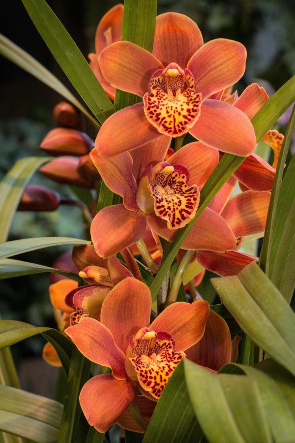 158592_Cymbidium_Erdmann_Duane.jpg